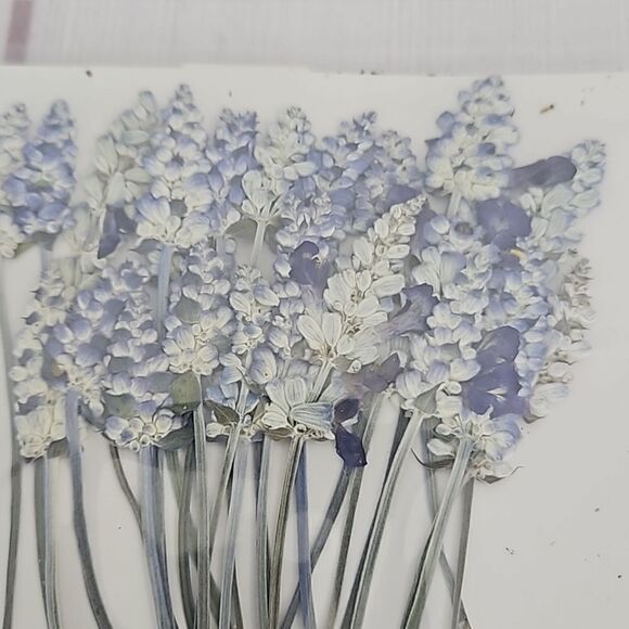 Dried Flowers - Bundle of 2 - Picture 3 of 5